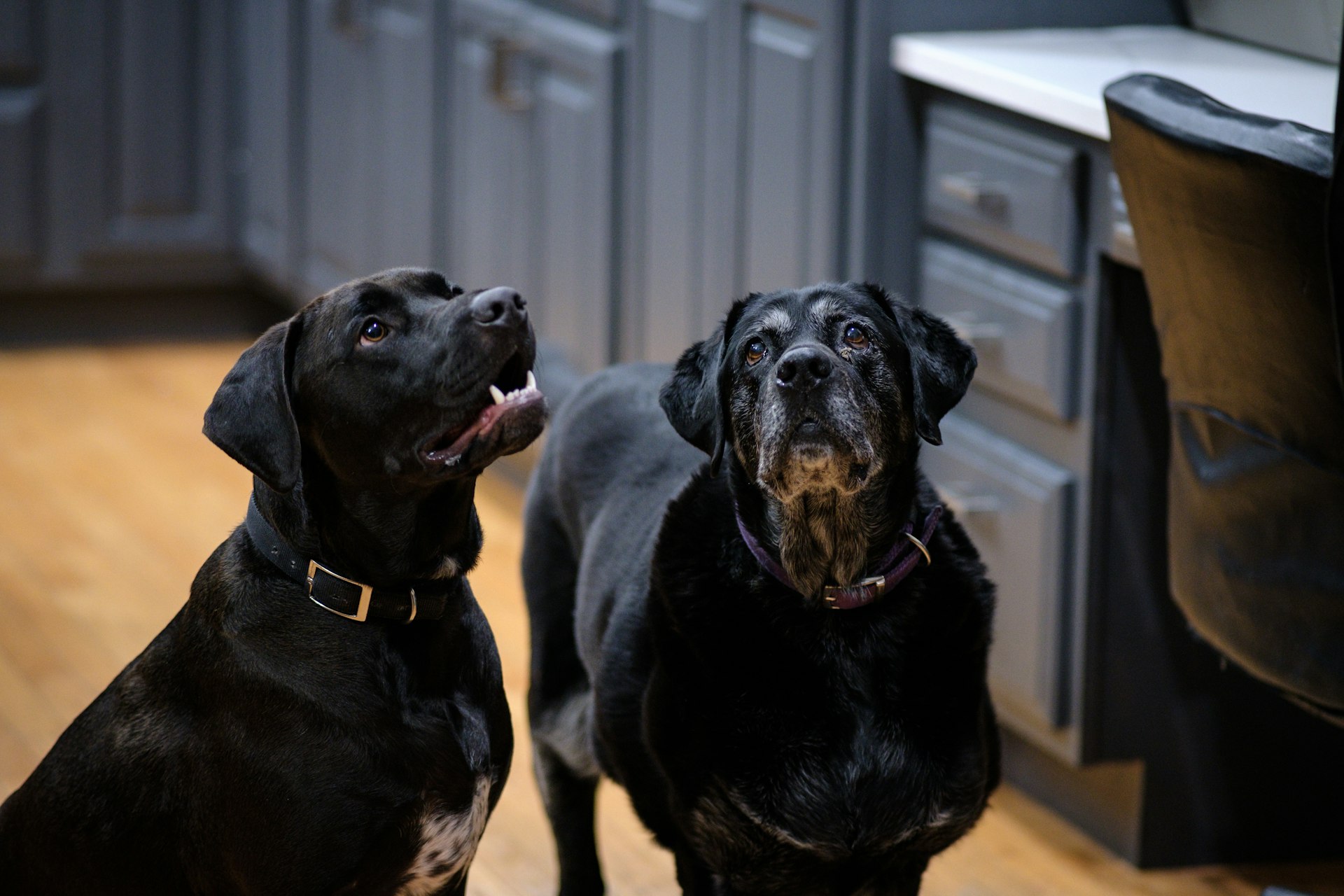 a couple of dogs standing on top of a hard wood floor