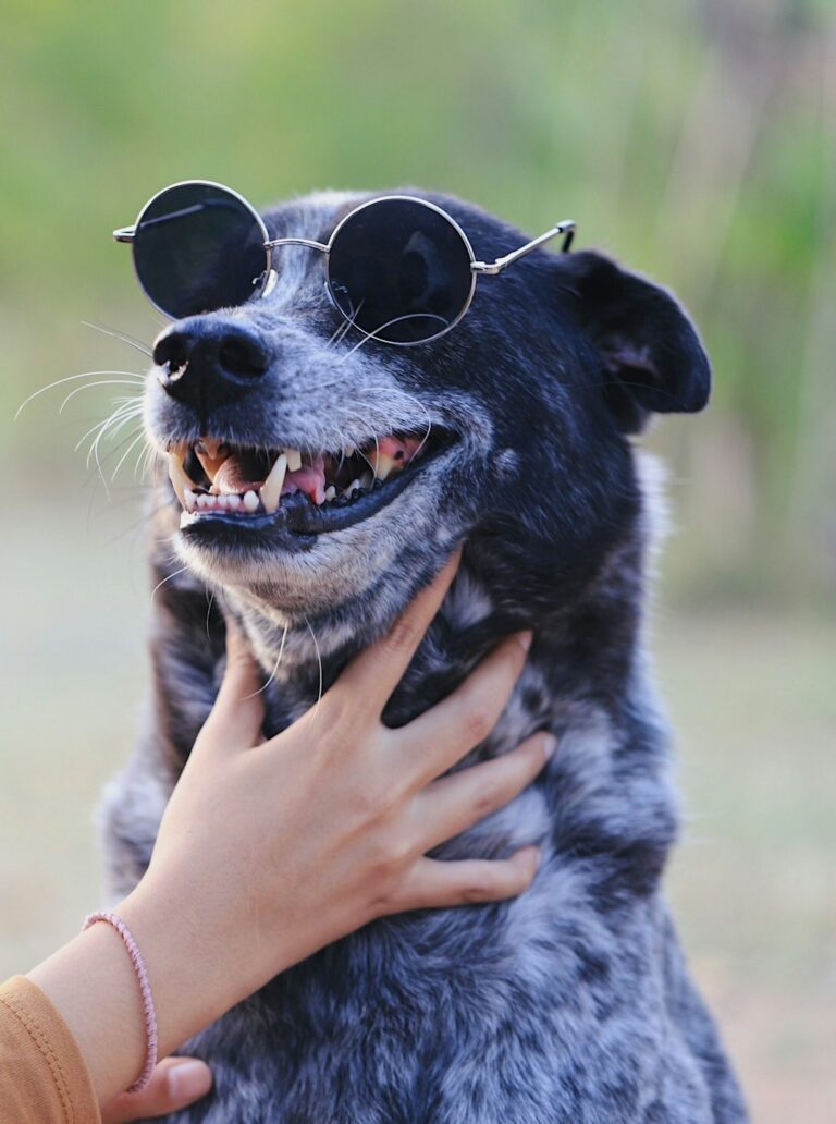 Happy pet concept. Dog wearing sunglasses in outdoor garden.